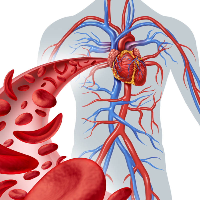 1. Improved Blood Circulation 